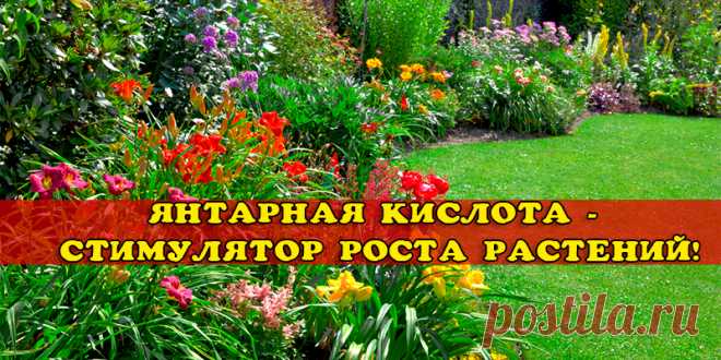 СТИМУЛЯТОР РОСТА ДЛЯ ЦВЕТОВ | Полезные советы