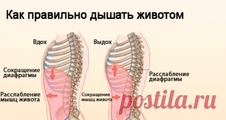 Насколько полезно дыхание животом / Будьте здоровы