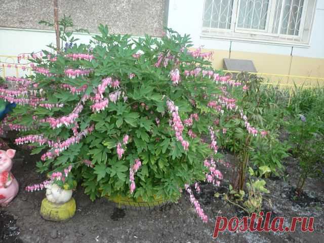 Нина Мигалева (Санина)
57 лет, Россия, Красноярск