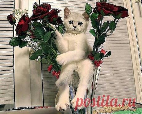 Кошки-моё Очарование.