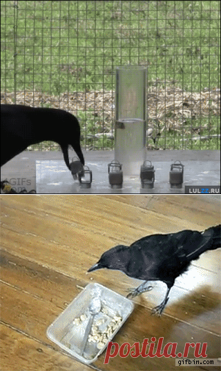 Некоторые птички сообразительнее обезьян — Наука и жизнь