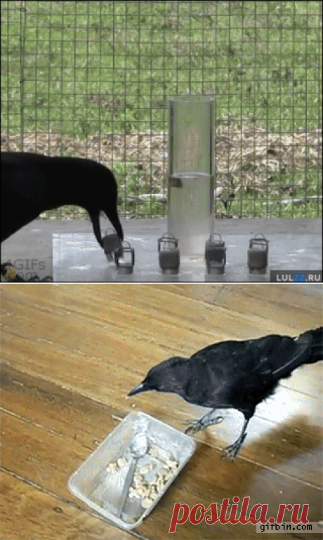 Некоторые птички сообразительнее обезьян — Наука и жизнь