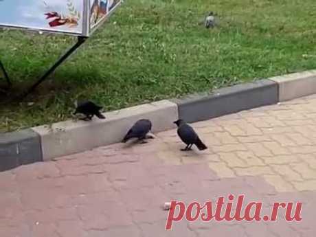 У СОСЕДА ХЛЕБ ВКУСНЕЕ...