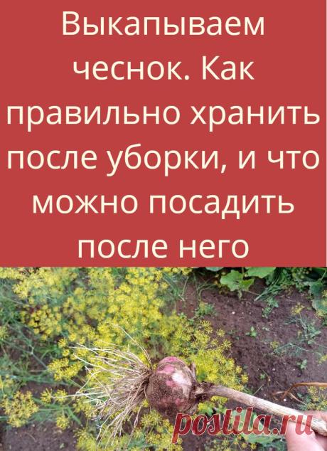 Выкапываем чеснок. Как правильно хранить после уборки, и что можно посадить после него