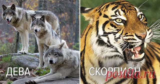 Вот с каким хищным животным можно сравнить женщин разных знаков Зодиака - Эзотерика и самопознание