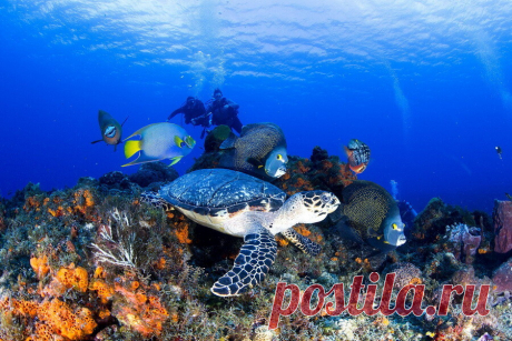Морское дно Подводные пейзажи