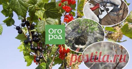 Уход за смородиной весной – как правильно обрезать, подкормить и обработать кусты Смородина не слишком прихотлива. Но все же не стоит забывать о кустарнике, иначе урожайность начнет снижаться, а ягоды – мельчать. Поэтому найдите время на три главные весенние процедуры: обрезку, подкормку и защиту от болезней и вредителей.