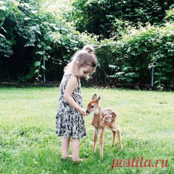 Дружелюбные дикие животные / Питомцы
