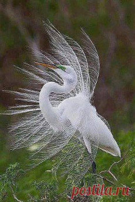 Господи, какую красоту Ты сотворил!!!! Большая Белая цапля... будто невеста в убранстве