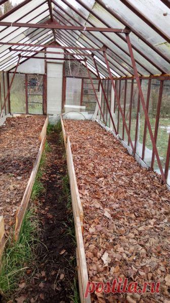 Осень 2017. Основное осеннее мульчирование и укрывка виноградных кустов под зиму