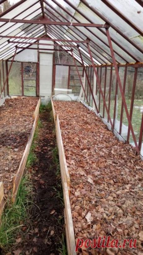 Осень 2017. Основное осеннее мульчирование и укрывка виноградных кустов под зиму