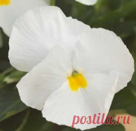 Купить семена Виола крупноцветковая Динамит Пьюр Вайт (100 шт). Семена почтой и курьером.