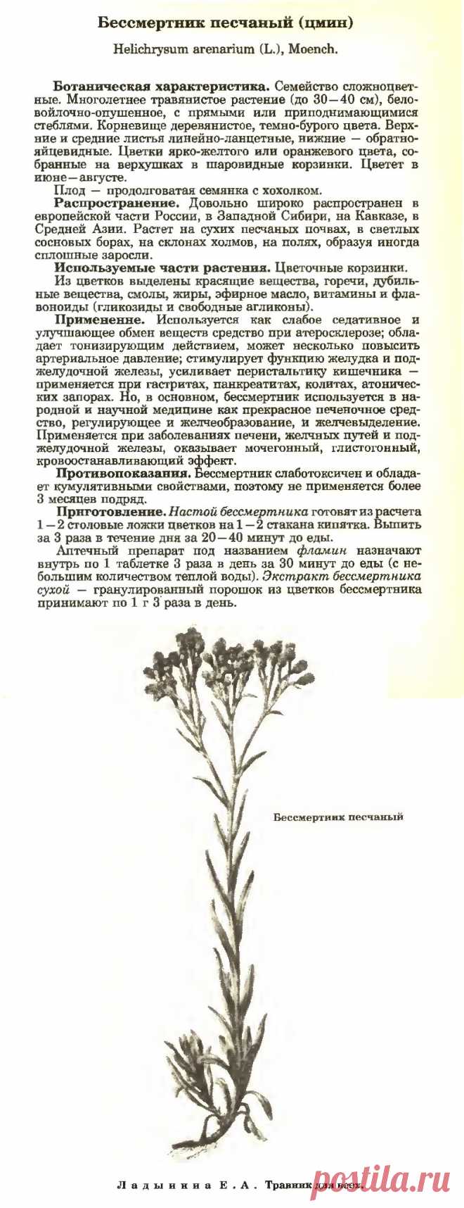 Бессмертник песчаный (цмин)