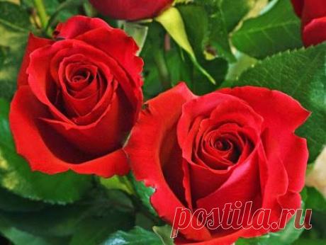 ROSE GARDEN – Сообщество – Google+