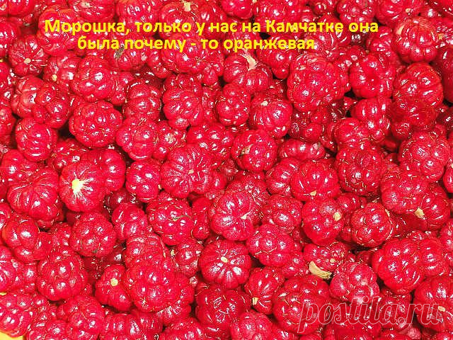 ягода морошка...