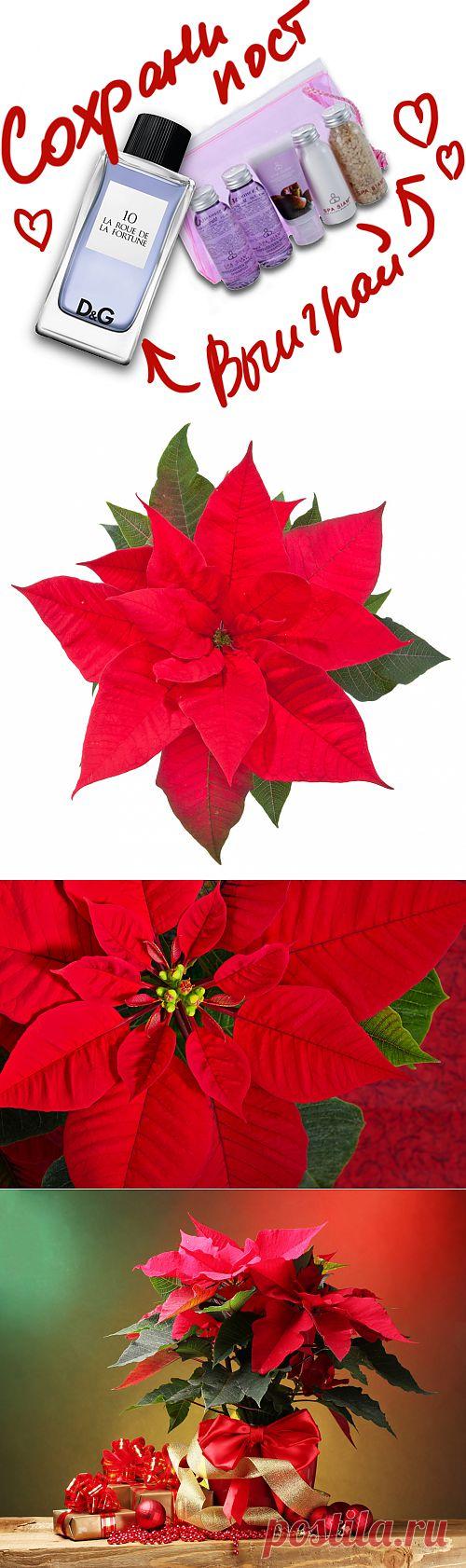Как купить и сохранить рождественскую звезду - пуансеттию. Сохраните любой пост с сайта 7dach.ru в Постиле и выиграйте призы от интернет-магазина Клуб Красоты. Чем больше постов - тем выше шансы. Розыгрыш состоится в понедельник, 30 января. В акции участвуют все посты, которые содержат этот текст или фото призов!