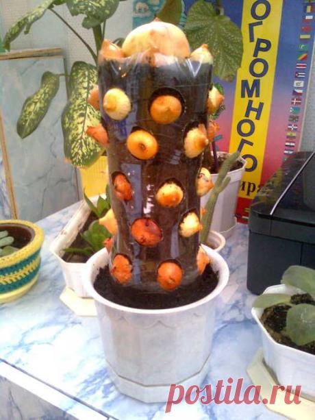 Луковый кактус