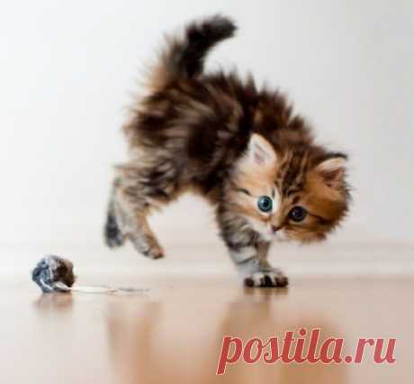 Daisy Has Experiences and Discoveries - Love Meow