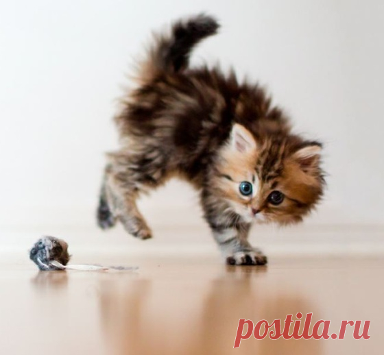 Daisy Has Experiences and Discoveries - Love Meow