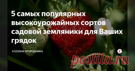 5 самых популярных высокоурожайных сортов садовой земляники для Ваших грядок Землянику многие садоводы называют Виктория. И это справедливо- она действительно победительница всех конкурсов красоты: не найдется в саду плодов наряднее и вкуснее. Представляем пять самых вкусных среднеспелых сорта земляники.
Зенга-Зенгана
Легендарный, известный еще с восьмидесятых годов, всемирно известный сорт. Крупные вишневые с тонким омбре, сахарные, с небольшой ананасной кислинкой ягоды п