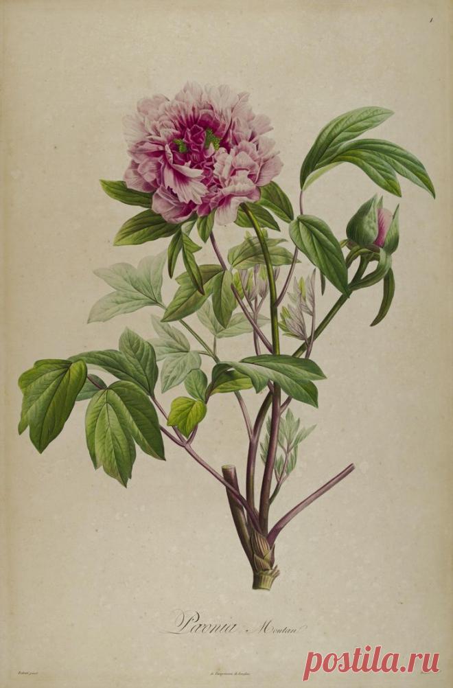 Найдено на сайте biodiversitylibrary.org.