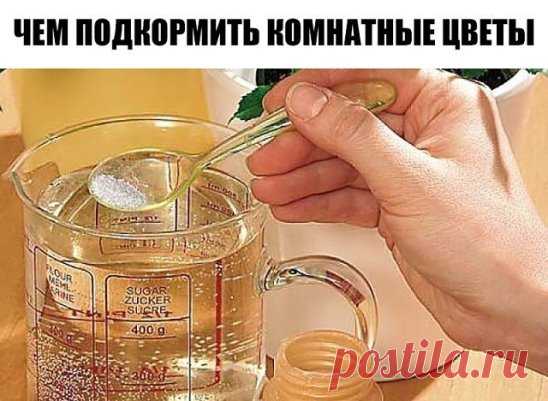 ЧЕМ ПОДКОРМИТЬ КОМНАТНЫЕ ЦВЕТЫ
Секрет роскошного комнатного цветника прост: растения нужно хорошо подкармливать, иначе не дождаться ни пышной листвы, ни хорошего цветения. Жесткая диета, когда растение длительное время испытывает нехватку питательных веществ, обычно приводит к заболеванию – ведь сил для сопротивления у растения нет. Но как правильно составить меню для зеленых питомцев, учитывая их разные вкусы?
1). Практически все растения любят сахар (а кактусы вообще великие сладкоежки). Можно