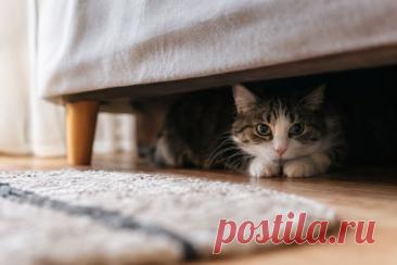 🐱 Кошка внезапно стала чаще прятаться? Иногда это не просто желание побыть в одиночестве, а ранний сигнал боли или заболевания. Разбираем причины и симптомы, которые нельзя игнорировать. 🩺
#кошки#здоровьеКошки#ветеринария#питомцы
Изображение от ChatGPT