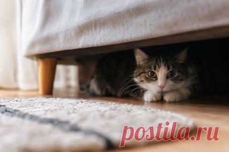 🐱 Кошка внезапно стала чаще прятаться? Иногда это не просто желание побыть в одиночестве, а ранний сигнал боли или заболевания. Разбираем причины и симптомы, которые нельзя игнорировать. 🩺
#кошки#здоровьеКошки#ветеринария#питомцы
Изображение от ChatGPT