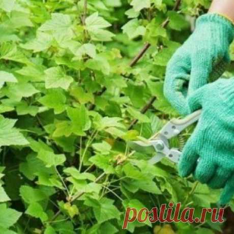 СМОРОДИНУ НУЖНО ПОСТОЯННО ОМОЛАЖИВАТЬ - И БОЛЬШОЙ УРОЖАЙ ВАМ ОБЕСПЕЧЕН