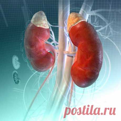 Лечение почек расторопшей - Народная медицина - медиаплатформа МирТесен