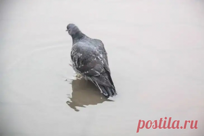 Как избавиться от голубей во дворе своего дома: эти растения их отпугнут. Если вы живете в частном доме и вам не по душе визиты голубей, которые те то и дело наносят, попробуйте бороться с ними гуманным способом – при помощи некоторых растений.