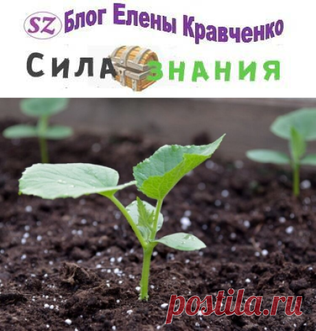 Пустоцвет на огурцах — причины, что делать для завязи