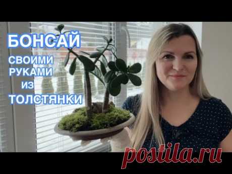 ДЕЛАЮ ИЗ ТОЛСТЯНКИ БОНСАЙ 🌱 ПЕРВЫЙ ОПЫТ И ЧТО ПОЛУЧИЛОСЬ !