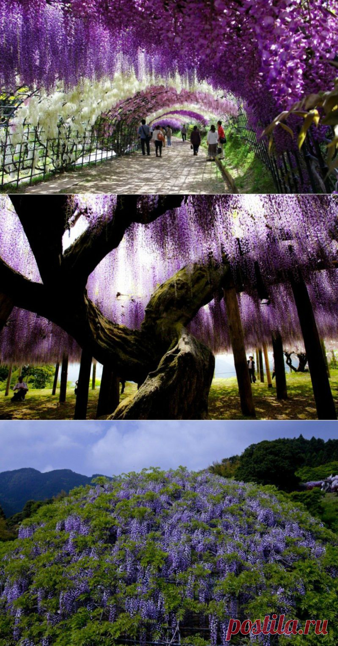 Сад цветов в Японии.