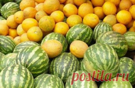 Арбузы и дыни выращивание