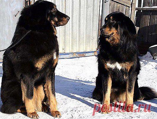 Две дочурки от Волчицы и Хойлога.