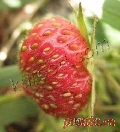 РЕЦЕПТЫ | Клубничная радость