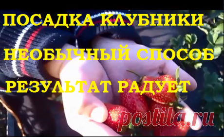 Посадка клубники. Необычный и эффективный способ посадки. Результат налицо! — 6 соток