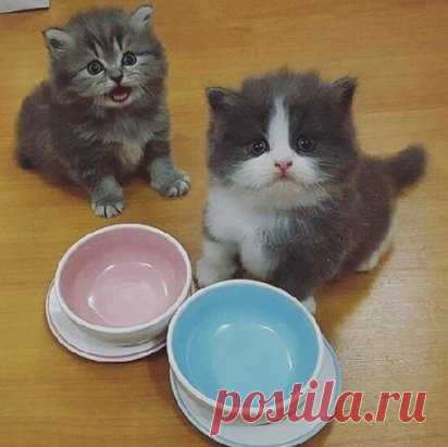 Корми давай!!!