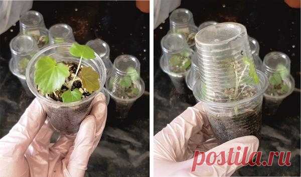 Выращивание гейхеры из семян: работа над ошибками. Фото