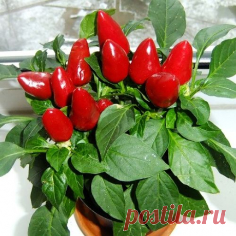 Комнатный перец – ядреный огонек на подоконнике