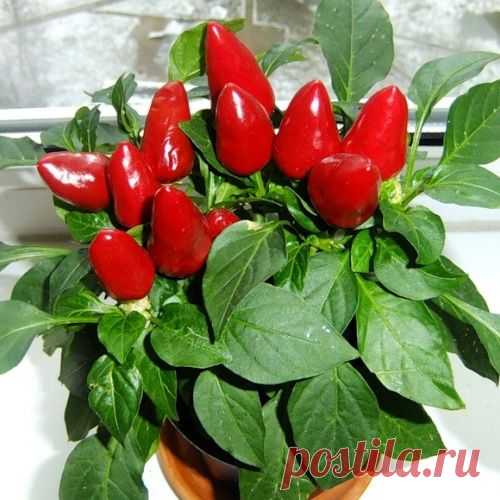 Комнатный перец – ядреный огонек на подоконнике