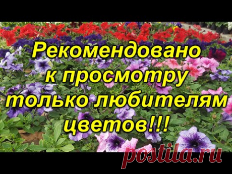 Экскурсия в царство цветов - трепещите, голландцы!)))