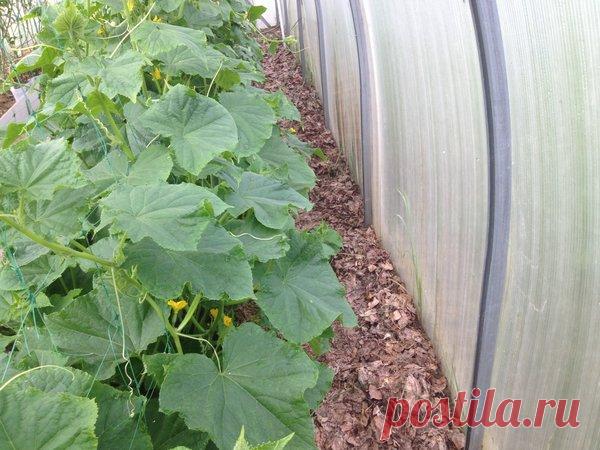 Теплица из поликарбоната- мульчируем листвой | Есть время под солнцем | Яндекс Дзен