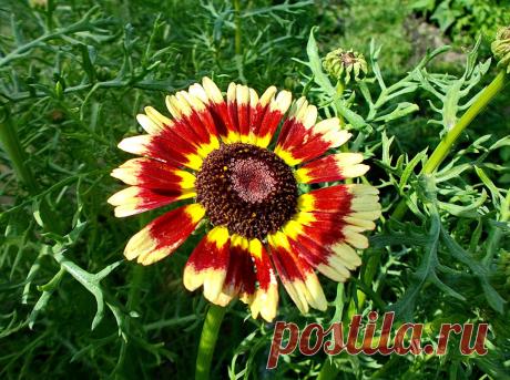 Хризантема килеватая выращивание из семян