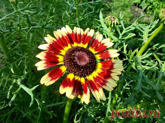 Хризантема килеватая выращивание из семян