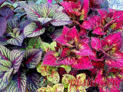 Колеус Блюма — Это растения рода из Африки и Азии, которое имеет стебли около 75 см. Является полукустарниковым, имеющими четырехгранные стебли. Их листья имеют различную окраску. Начиная от не сильно черного до белого, так же присутствуют и смешанные тона, такие как: томно-красные, желто-коричневые, изумрудные с пятнами красного или желтого цветов.