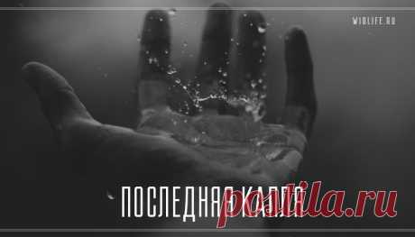 Последняя капля
Я думаю, у каждой условно здоровой женщины в отношениях случается та самая «последняя капля». Для меня ей стали слова «пока нет».   Недавно подруга спросила меня: «Ты же была в тяжелых отношениях… Скажи, как ты смогла закончить, чтоб так враз и больше не думать о том, что, может быть, все-таки, вдруг могло бы что-то получиться? Как […]
Читай дальше на сайте. Жми подробнее ➡
