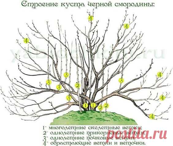 ПРАВИЛА ОБРЕЗКИ СМОРОДИНЫ | OK.RU
