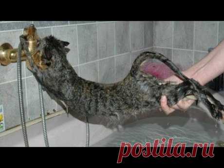 Как правильно купать кота.
